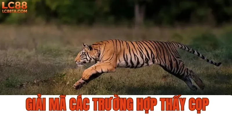 Giải mã các trường hợp thấy cọp 