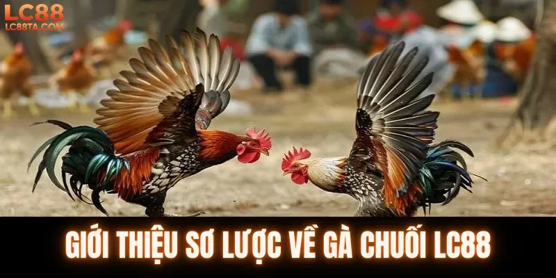 Giới thiệu sơ lược về gà chuối LC88