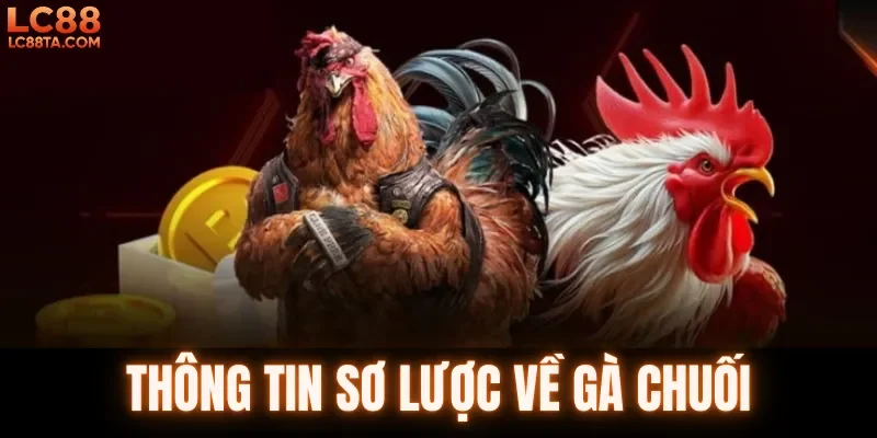 Thông tin sơ lược về gà chuối 
